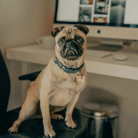 Take your dog to work day Leeds – square